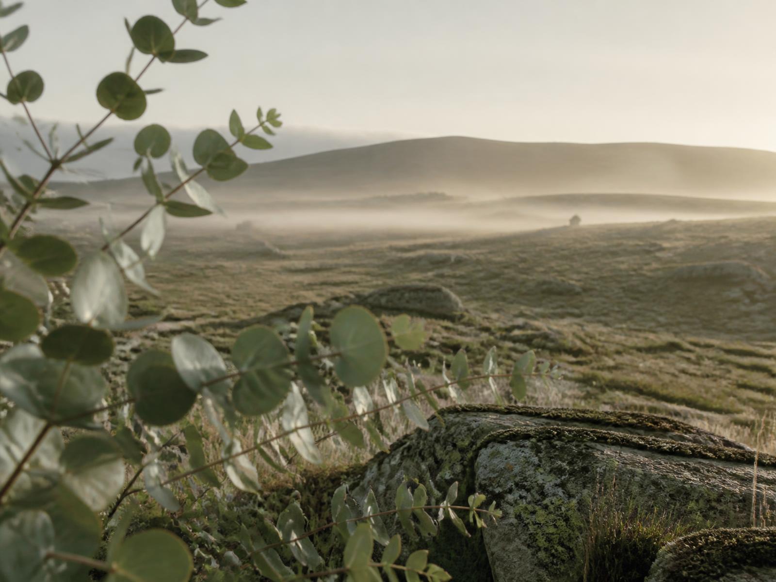 Dartmoor Aesthetics botanical and treatment environment imagery